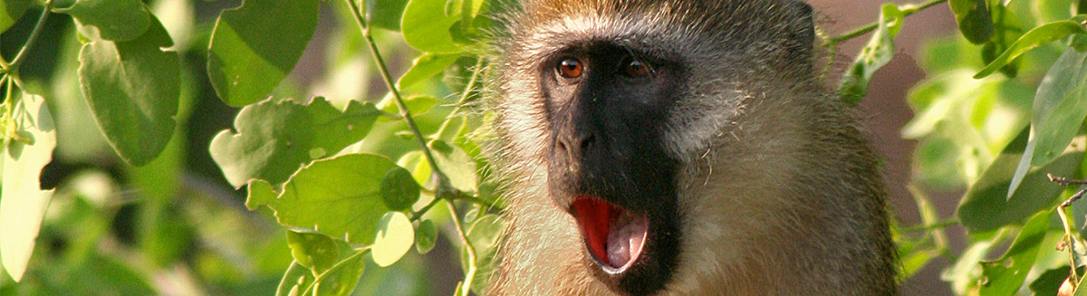 vevet monkey yawning